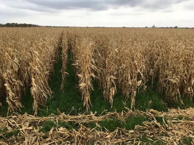 Cereal Rye covers the soil post corn harvest on Tim Smith’s farm in Iowa’s Boone River Watershed. Photo: Karen Wilke