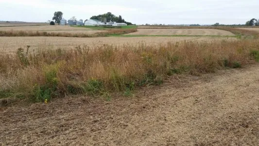 Prairie strips hold soil and provide some pest control benefits on Dick Sloan’s Iowa farm.