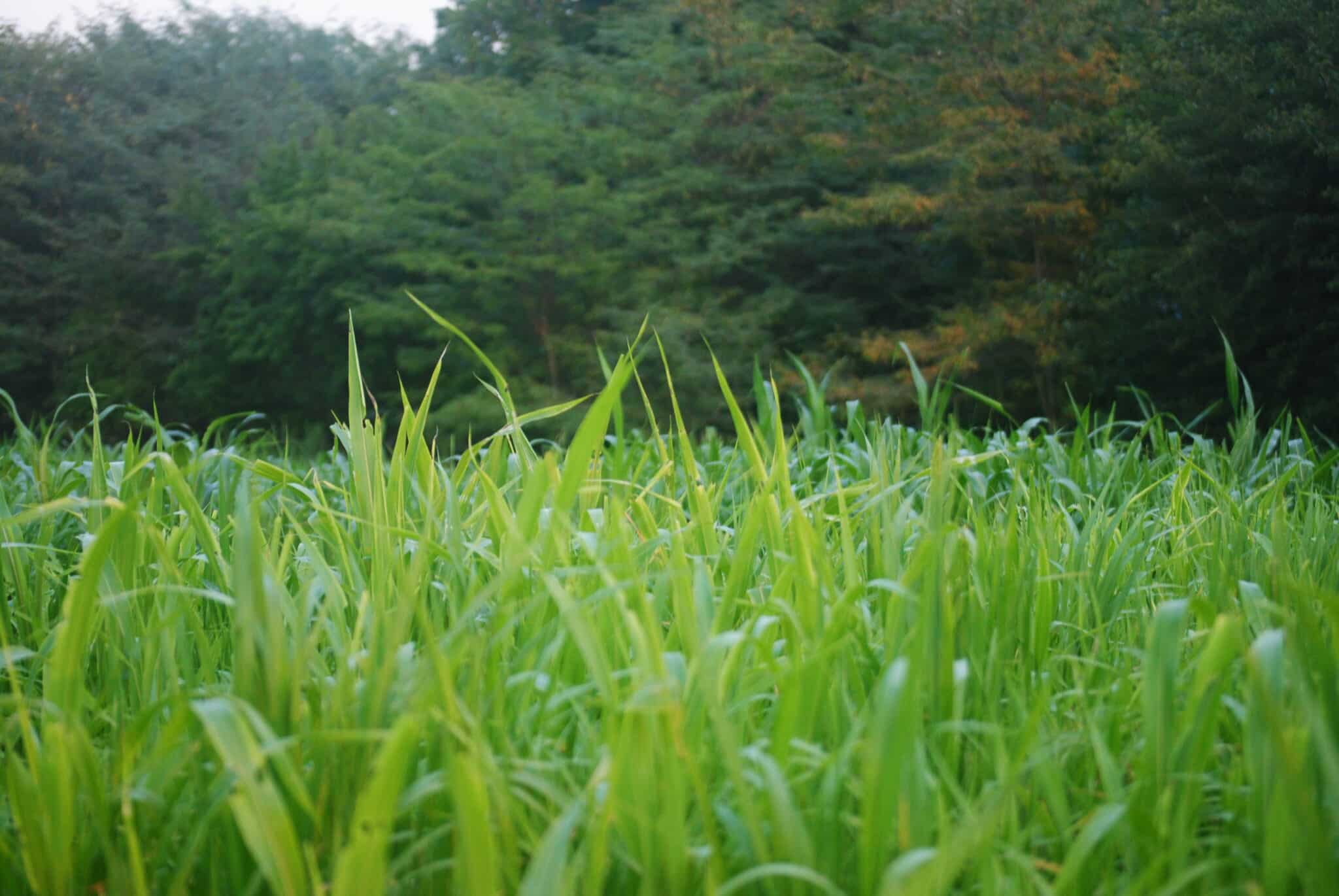 Learn by doing! Experimenting with cover crops in a field that may have sat idle, John Scherder gained valuable forage and soil health benefits that ultimately benefit the aquatic resources of Peno Creek.