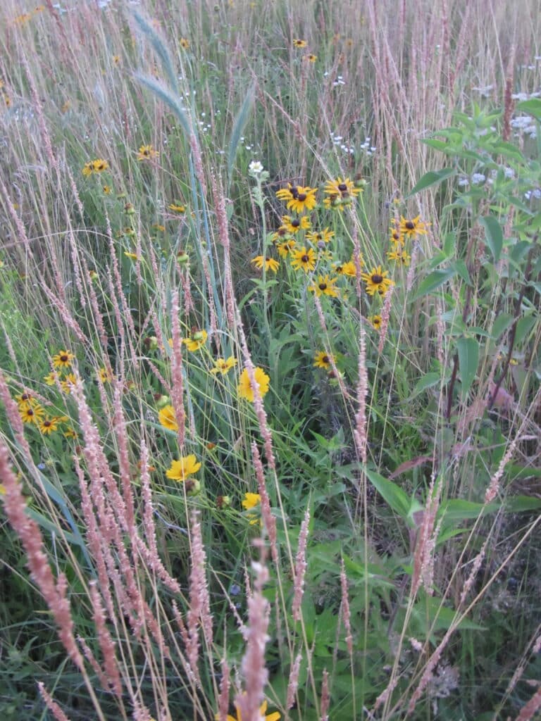 New prairie plants | Photo: Nancy North