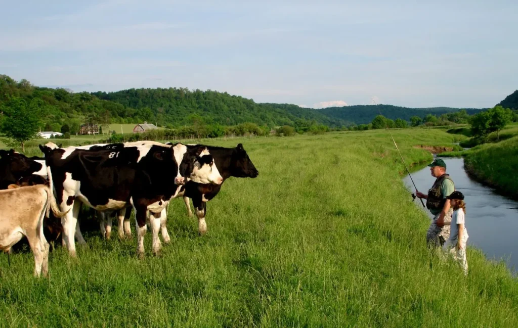 On this farm in Wisconsin's Kickapoo River Watershed, managed grazing produces income from perennial pasture buffering a high quality trout stream. | Photo: Len Harris