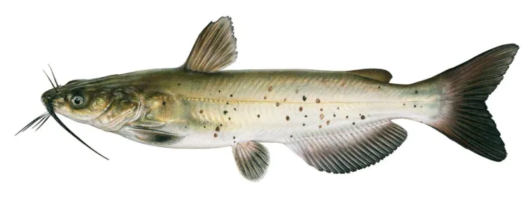 Catfish - wIctalurus punctatus 97