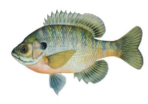 Bluegill Fish