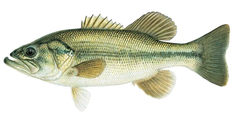 Largemouth Bass - wMicropterus salmoides 2000