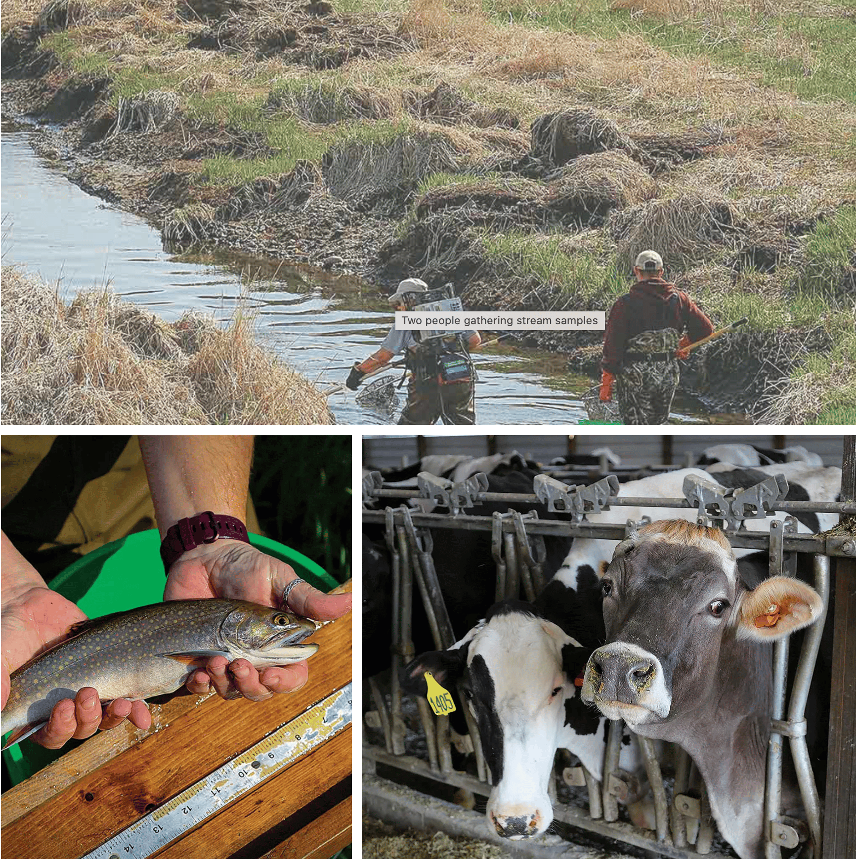 pling shows that brook trout are thriving in streams protected by conservation practices. Brilliantly colored South Pine brook trout are native to northeast Iowa. Dry cows and heifers enjoy comfort in a deep-pack bedded barn.